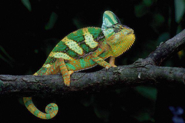 563669-img-chameleon-plaz-chovatelstvi-zmena-barvy-promena