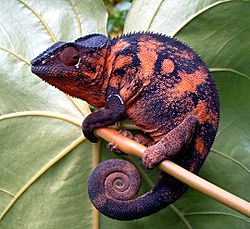 250px-Chameleon02