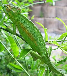 220px-Bradypodion_pumilum_Cape_chameleon_female_IMG_1767_(cropped)